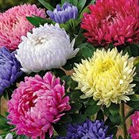 ราคา 50 เมล็ด ดอกเบญจมาศ ดอกแอสเตอร์ Chinese Aster Seeds สายพันธุ์ Aster Paeony Duchess Mix (27292606877)