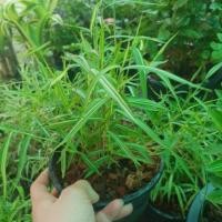 ราคา ต้นไผ่เงิน 6" ต้นไผ่แมว หญ้าแมว (1774634728)