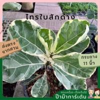 ราคา ไทรใบสักด่างขาว กระถาง 8 นิ้วด่างสวย (18020569736)