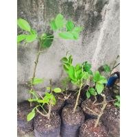 ราคา กิ่งตอนพันธ์ุมะนาวยักษ์ (26957432816)