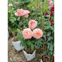 ราคา ต้นกุหลาบ ดอกสวย มีกลิ่นหอม ส่งแบบคละสีไปให้นะคะ ส่งทั้งถุงชำ ถุงเบอร์ใหญ่นะคะ (28169070567)