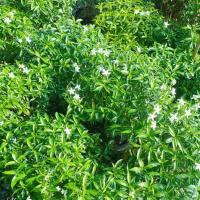 ราคา ต้นพุดศุภโชค 1 พุ่มกลม ใส่ถุงดำไซส์ 10 นิ้ว พุดศุภโชคด่าง ส่งแบบพุ่มกลมติดดอก (24853859465)