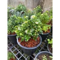 ราคา ต้นแก้วแคระ-แก้วพวงมณี#กระถาง 8 นิ้ว (29356779353)