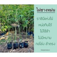 ราคา กิ่งชำต้นพันธุ์ไผ่ซางหม่นไผ่ซางหม่น#ราชินีแห่งไผ่หน่อกินได้ (3485579558)