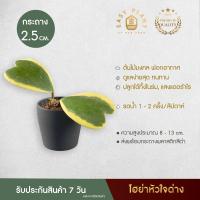 ราคา โฮย่า(ด่าง) ใบรูปหัวใจหัวใจทศกัณฐ์ด่าง ต้นไม้ประดับต้นไม้มินิมอล -easyplant (8256230819)