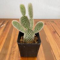 ราคา แคคตัสหูมิกกี้เม้าส์ Opantia Microdasys Cactus #แคคตัสปีกนางฟ้า# แคคตัสหูกระต่าย (22231223759)