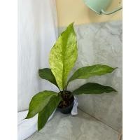 ราคา โชคเก้าชั้นด่างขาว/โชคเก้าชั้นด่าง (17595087166)