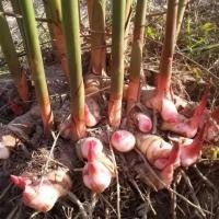 ราคา หัวข่าแก่ หัวข่าแดงพร้อมปลูก หัวข่าอินทรีย์ 10 หน่อ/แพ็ค (23608596062)
