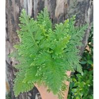 ราคา F169 เฟิร์นกนกนารีปีกสกุณา กระถาง 4 นิ้ว(เฟิร์นกนกนารีปีกนก/หางนกยูง) ไม้ฟอกอากาศ แต่งสวน สวนถาด (7834712577)