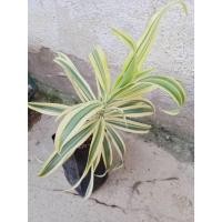 ราคา ต้นซองออฟอินเดีย วาสนาแคระ ไม้ฟอกอากาศ ใบสวยเลี้ยงง่าย ทนทั้งร่มและแดด ขายเป็นกิ่งชำ ในถุงดำ 39 บาท ขายเป็นกิ่งๆ (10945102137)