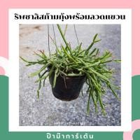 ราคา ริพซาลิส (Rhipsalis) ก้ามกุ้ง กระถาง 4 นิ้ว (2176526329)