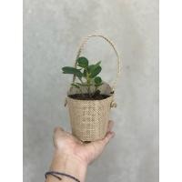 ราคา ถุงกระสอบป่านใส่ของชำร่วย มีหูหิ้ว สำหรับกระถาง 3 นิ้ว ถุงใส่ของชำร่วย ของชำร่วยต้นไม้ ถุงกระสอบป่าน (27910423860)