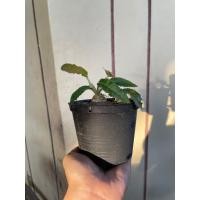 ราคา มะพร้าวทะเลทราย Dorstenia Plant (22451573526)