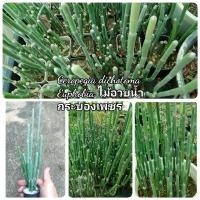 ราคา ไม้หายาก สะสม Ceropegia dichotoma Euphobia (15546106972)