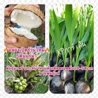 ราคา พันธุ์มะพร้าวกะทิน้ำหอมต้นเตี้ยขนาดต้น20-50cm (15025257175)