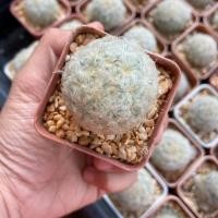 ราคา แมมขนนกขาว กระบองเพชร กระถาง 2 นิ้ว (25167644566)