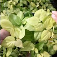 ราคา พลูบราซิล พลูหัวใจ พลูหัวใจสีทอง พลูเรือนแก้ว (Philodendron Brasil ) กระถาง 4-6นิ้ว (11026632082)
