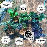 ราคา เซ็ต2021(พลอยไพลินหยก,คล้าแวว,นกยูงเขียว,ขุนแผนเรียกทรัพย์,เสน่ห์ขุนแผน,นกยูงแดง)(ต้นไม้,ดอกไม้) (8441342820)