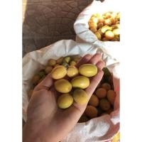 ราคา เมล็ดผักหวานป่า เก็บสดจากต้น สำหรับนำไปเพาะต้นกล้า (13985406466)