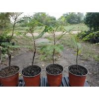 ราคา ต้นธรณีสาร☘️สวยถูกที่สุด (12541312636)