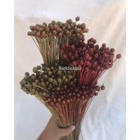 ราคา ดอกกระถินทุ่งแห้งธรรมชาติ หญ้าธรรมชาติ หญ้าแห้ง หญ้าตกแต่งธรรมชาติ มินิมอลใช้ตกเเต่งประดับบ้านใช้จัดช่อดอกไม้ (12574658301)