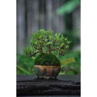 ราคา บอนไซต้นหลิวญี่ปุ่น ต้นจิ๋วหลิว ไม้ดอก ในกระถางบอนไซจิ๋ว by minature_c (25772927935)