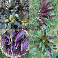 ราคา ว่านกาบหอย 10 หน่อ ราคา 49 บาท (3045568923)