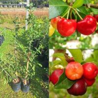 ราคา ต้นเชอร์รี่ไทย (อะเซโรล่าเชอร์รี่)ตอนกิ่ง ต้นแข็งแรงพร้อมปลูก ปลูกง่ายโตวัย ต้นสูง 60 ซม.ขึ้น (28774920335)