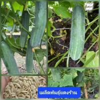 ราคา เมล็ดแตงร้าน 30 เมล็ด แตงกวา แตงใหญ่ เมล็ดผักสวนครัว เมล็ดผัก (25784304058)