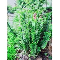 ราคา บันไดเศรษฐี (กิ่งละ7฿) ว่านตีนตะขาบ : ต้นไม้มงคล ฟอกอากาศ ยาสมุนไพร (13609697687)