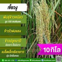 ราคา เมล็ดพันธุ์​ข้าว​ ข้าวเหนียว เขี้ยวงู เชียงราย นาปี ไวแสง นุ่ม มีกลิ่นหอม 10 กก. คูลเกษตร ไรซ์ KR26 (41757278759)