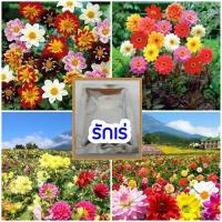 ราคา ️เมล็ดดอกรักเร่ รักแรก ดาเลีย ดินเนอร์เพลต(รักเร่) คละสี (8312336966)