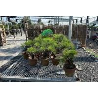 ราคา สนญี่ปุ่น Koromutsu black pine สนดำ (25986575804)