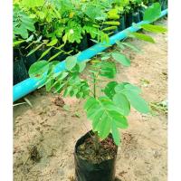 ราคา ต้นชิงชัน(ประดู่ชิงชัน) ไม้ป่าเศรษฐกิจ ไม้เนื้อสวย (14261520154)