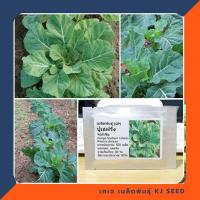 ราคา เมล็ดพันธุ์ปูเล่ฝรั่ง พันธุ์เวสท์ - Vates Collard บรรจุชุดละ 400 เมล็ด (517747404)