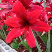 ราคา ว่านสี่ทิศคาริน่า 2ขนาดให้เลือก ว่านสี่ทิศฮอลแลนด์ ไม้หัว (8259068696)