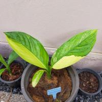 ราคา เศรษฐีวินสันด่างฮาฟลายหินอ่อน (10550548326)