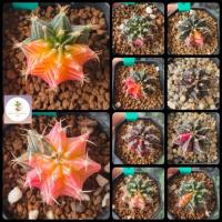ราคา กระบองเพชร แคคตัส DH (Cactus) 8/3/21 Gymnocalycium ยิมโนด่าง (10223298874)