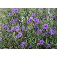 ราคา ต้นต้อยติ่งฝรั่ง ฟ้าประทานพร รั้วต้นไม้ ไม้ดอกไม้ประดับ (6439747187)