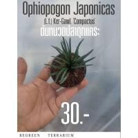 ราคา ต้นหนวดปลาดุก Ophiopogin Japonicas (L.f.)Ker-Gawl. Compactus (25164776684)