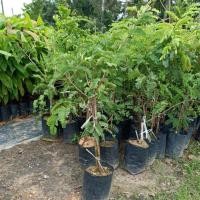 ราคา ต้นมะขามเปรี้ยวยักษ์(เสียบยอด) (3170837033)