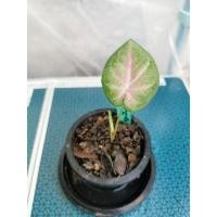 ราคา บอนสีฤาษีมงคล บอนเก่าหายาก (1981126734)