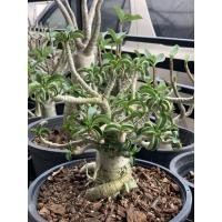 ราคา ชวนชมเขาแกะ กระถาง 10 นิ้ว ดอกแดง (14046496479)