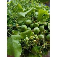 ราคา ผักอีนูนหรือผักสาบ1ต้นถุงดำผักหายากสมัยโบราณ (15697894670)