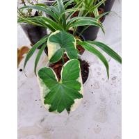 ราคา ต้นถุงเงินถุงทอง ขนาดกลาง (12728039134)