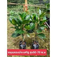 ราคา ต้นขนุนทองประเสริฐ แบบกิ่งทาบ (21445872010)