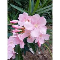 ราคา ต้นเพาะชำดอกยี่โถชุด 1ต้น (26179861056)