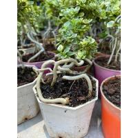 ราคา ต้นเพรมน่าด่าง ไม้ดัดบอนไซ กระถาง 4 นิ้ว พร้อมส่งทั้งกระถาง (14197211570)