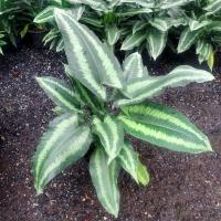 ราคา ต้นว่านนางกวัก,กวักพระพรหม (1896970845)