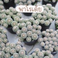 ราคา พาโรเดีย พอต แคคตัส ไม้เมล็ด พร้อมแยก คุ้มมากๆ ทั้งกระถางเพียง 49 บาท (19149683629)